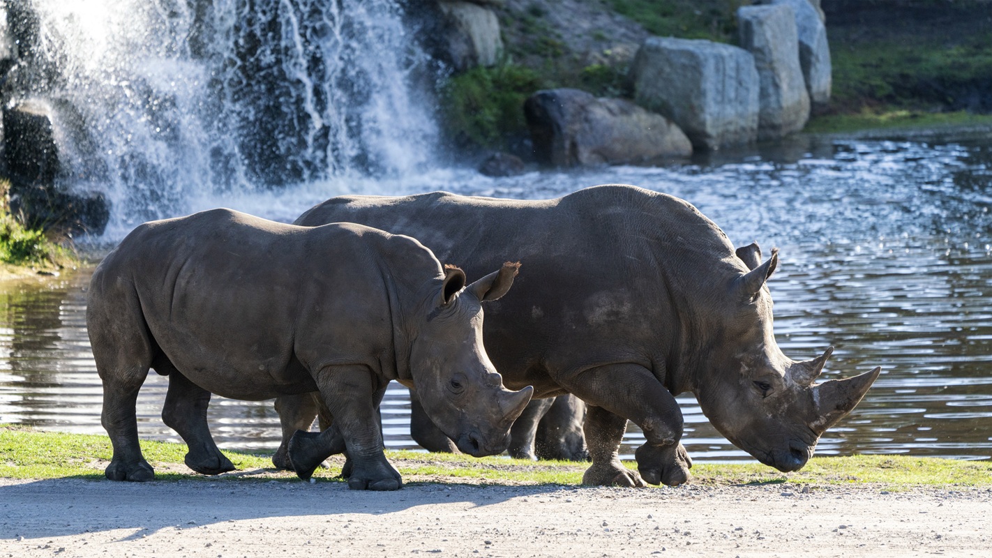 10-Serengeti-Safari (Breitmaulnashorn)