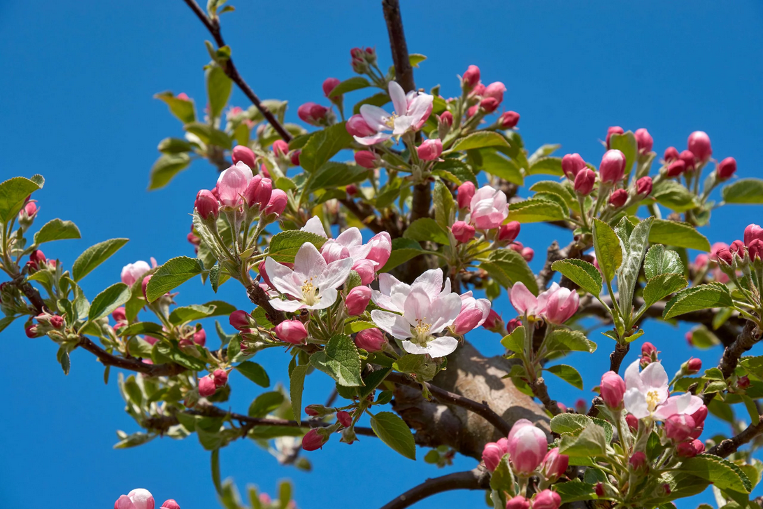 Altes_Land_0001_c_Tourismusverband Landkreis Stade  Elbe e