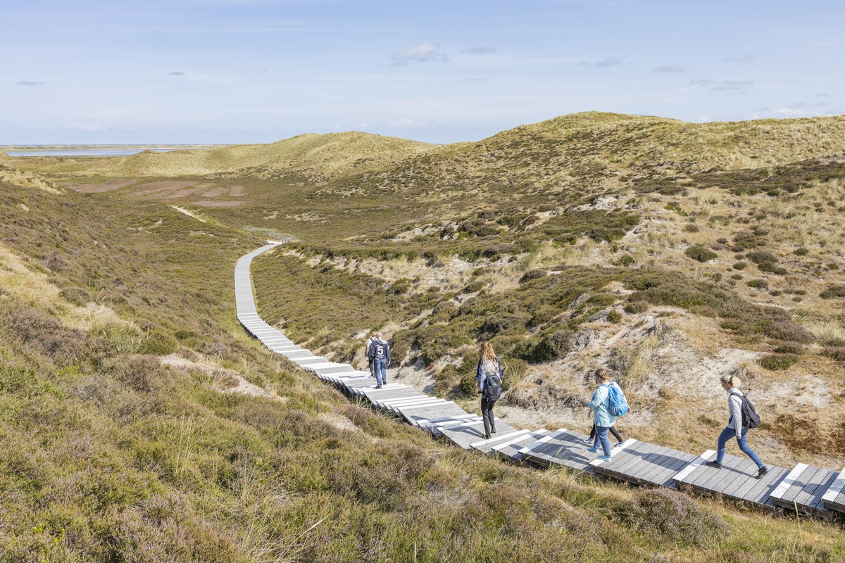 Eine Gruppe von Wanderern genießt die idyllische Holzsteg-Route durch die Heidelandschaft und Dünen in List auf Sylt.