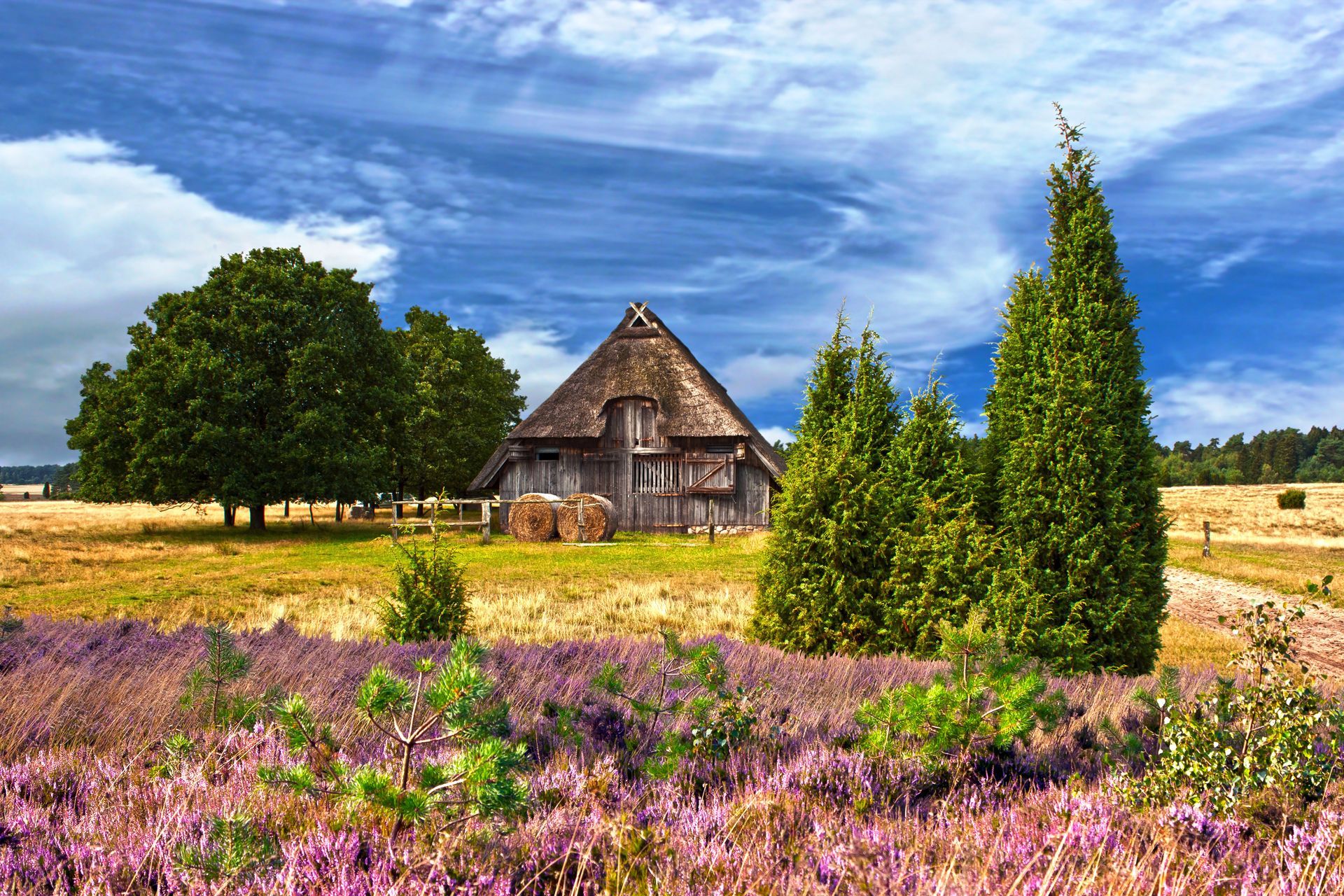 Heideblüte in der Lüneburger Heide