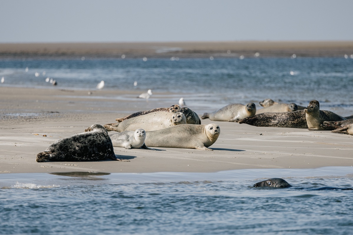 Robben am Norderoogsand