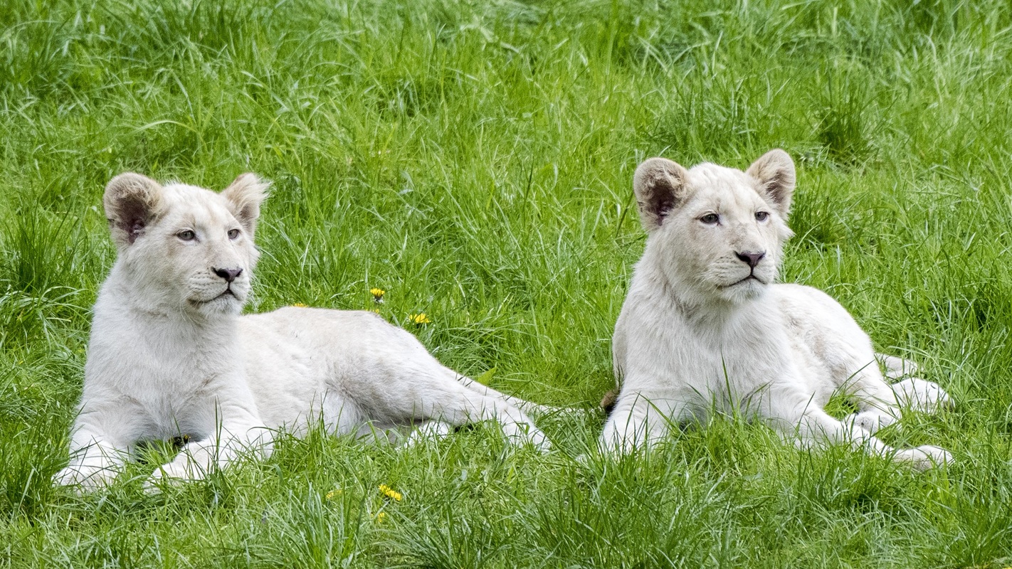 26-Serengeti-Safari (Weißer Löwe)