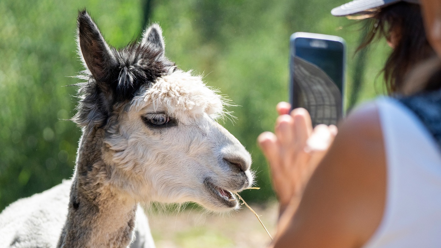 29 Serengeti-Park - Streichel-Safari (Alpaka)